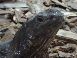 Head of a Frilled-neck Lizard at the upper floor of the Reptielenhuis De Aarde zoo
