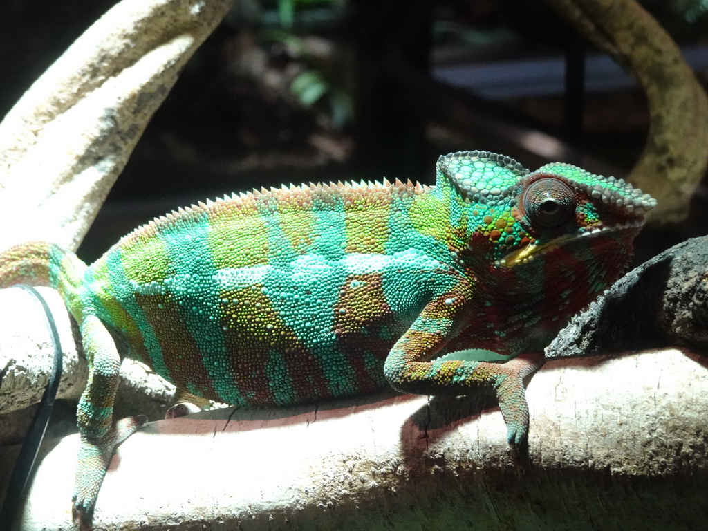 Panther Chameleon at the upper floor of the Reptielenhuis De Aarde zoo