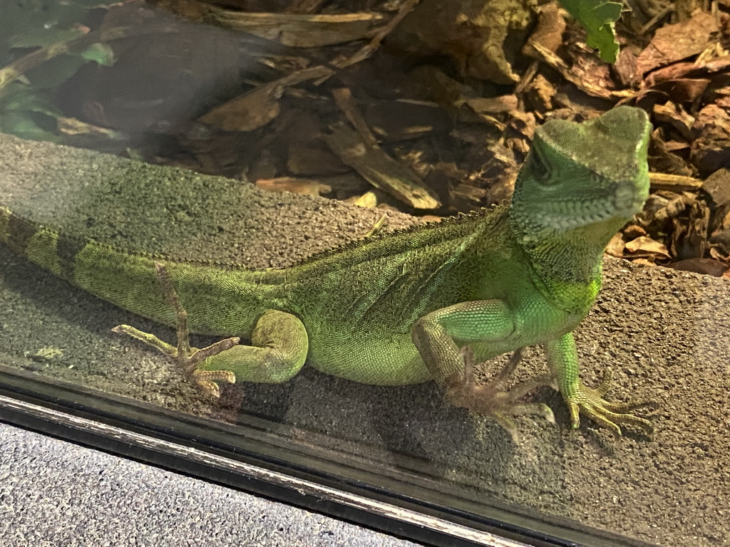 Chinese Water Dragon at the lower floor of the Reptielenhuis De Aarde zoo