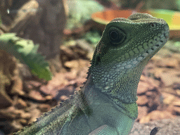 Head of a Chinese Water Dragon at the lower floor of the Reptielenhuis De Aarde zoo