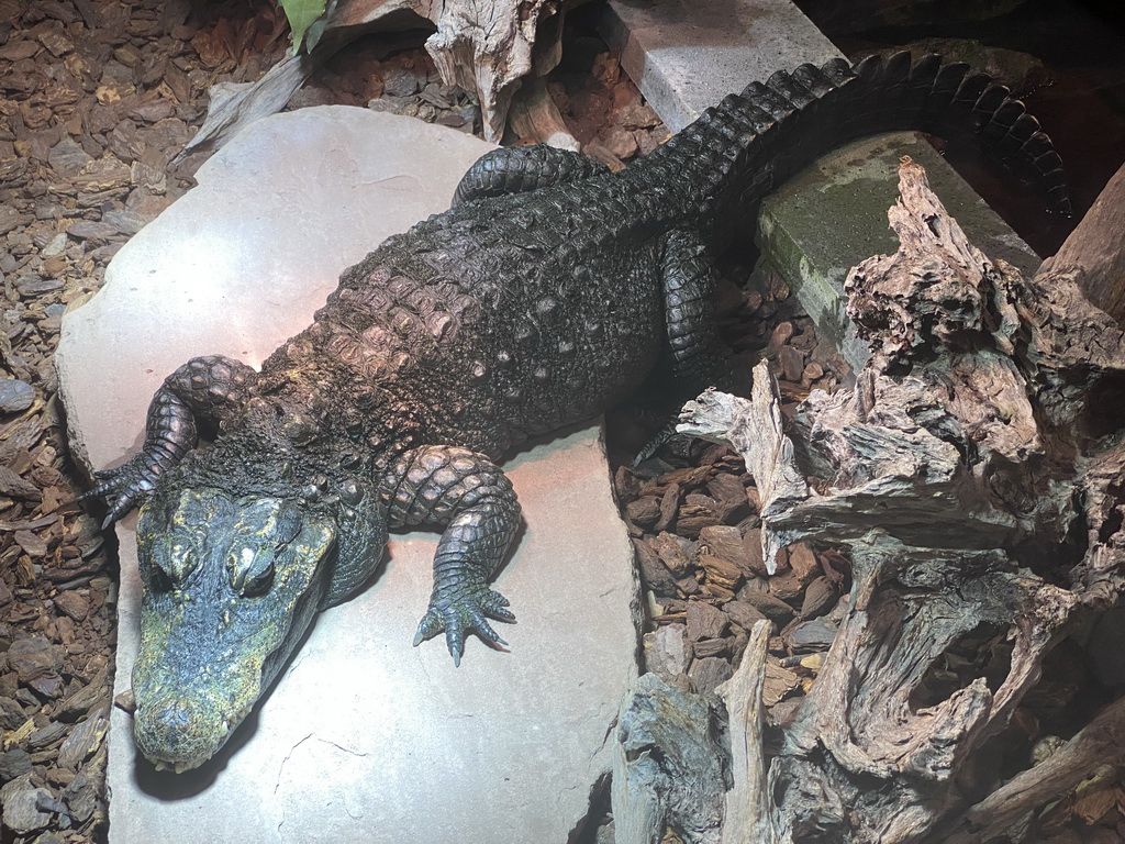 Dwarf Crocodile at the lower floor of the Reptielenhuis De Aarde zoo