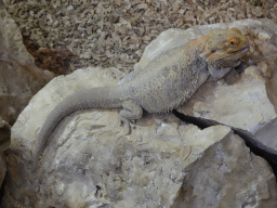Bearded Dragon at the lower floor of the Reptielenhuis De Aarde zoo
