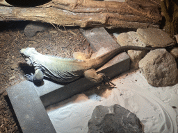 Rhinoceros Iguana at the upper floor of the Reptielenhuis De Aarde zoo