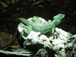 Plumed Basilisk at the upper floor of the Reptielenhuis De Aarde zoo