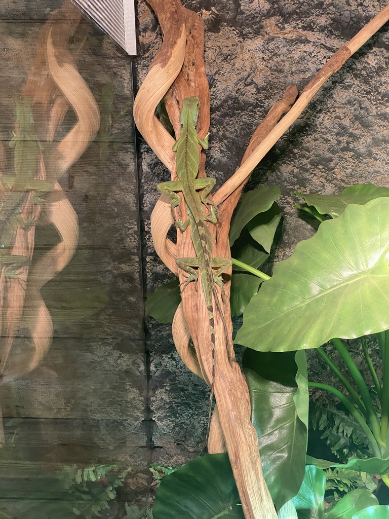 Young Chinese Water Dragons at the upper floor of the Reptielenhuis De Aarde zoo