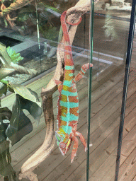 Panther Chameleon at the upper floor of the Reptielenhuis De Aarde zoo