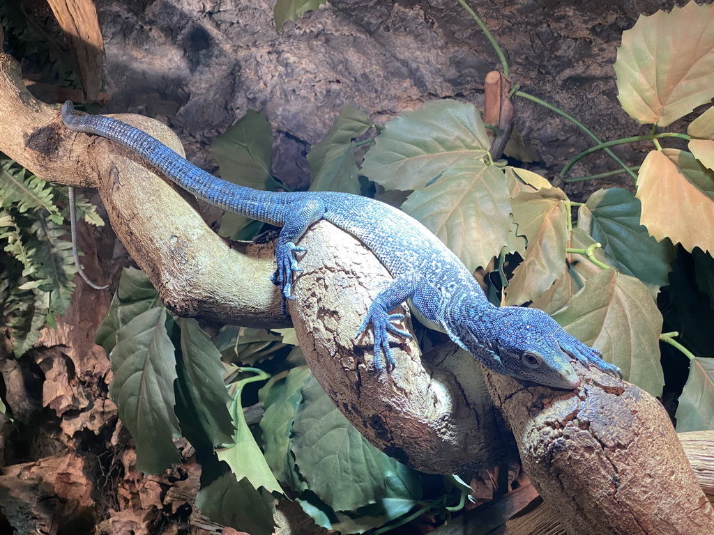 Blue-spotted Tree Monitor at the upper floor of the Reptielenhuis De Aarde zoo