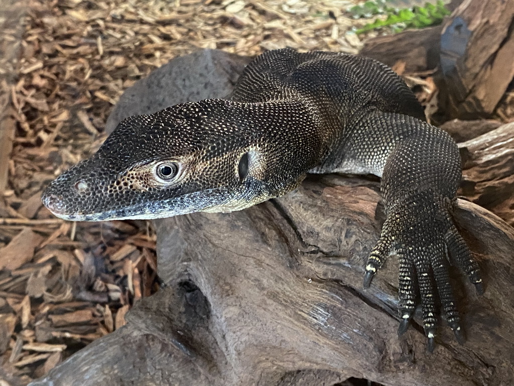 Mertens` Water Monitor at the upper floor of the Reptielenhuis De Aarde zoo