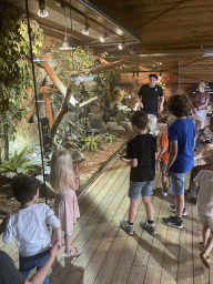 Zookeeper feeding the Frilled-neck Lizards and Amboina Sail-finned Lizards at the upper floor of the Reptielenhuis De Aarde zoo