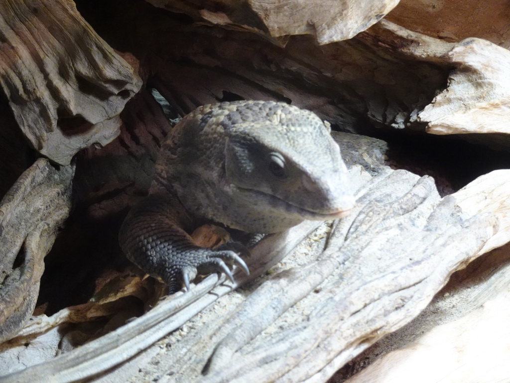 Savannah Monitor at the upper floor of the Reptielenhuis De Aarde zoo