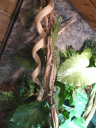 Young Chinese Water Dragons at the upper floor of the Reptielenhuis De Aarde zoo