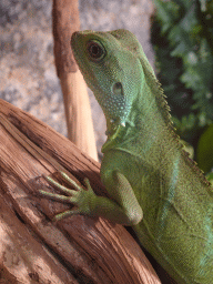 Young Chinese Water Dragon at the upper floor of the Reptielenhuis De Aarde zoo