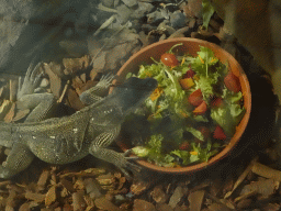 Amboina Sail-finned Lizard eating at the upper floor of the Reptielenhuis De Aarde zoo