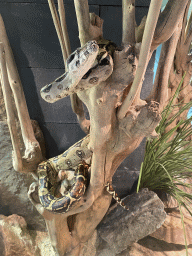 Ball Python at the lower floor of the Reptielenhuis De Aarde zoo