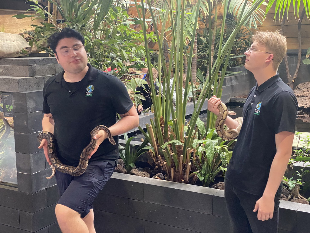 Zookeepers with Ball Pythons at the lower floor of the Reptielenhuis De Aarde zoo