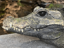 Head of a Dwarf Crocodile at the lower floor of the Reptielenhuis De Aarde zoo