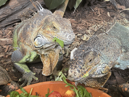 Green Iguanas eating at the lower floor of the Reptielenhuis De Aarde zoo