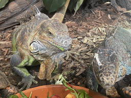 Green Iguanas eating at the lower floor of the Reptielenhuis De Aarde zoo