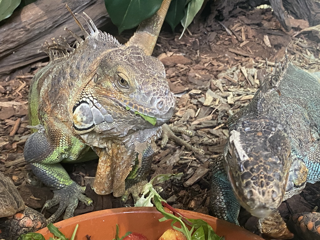 Green Iguanas eating at the lower floor of the Reptielenhuis De Aarde zoo