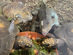Green Iguanas and Red-footed Tortoises eating at the lower floor of the Reptielenhuis De Aarde zoo