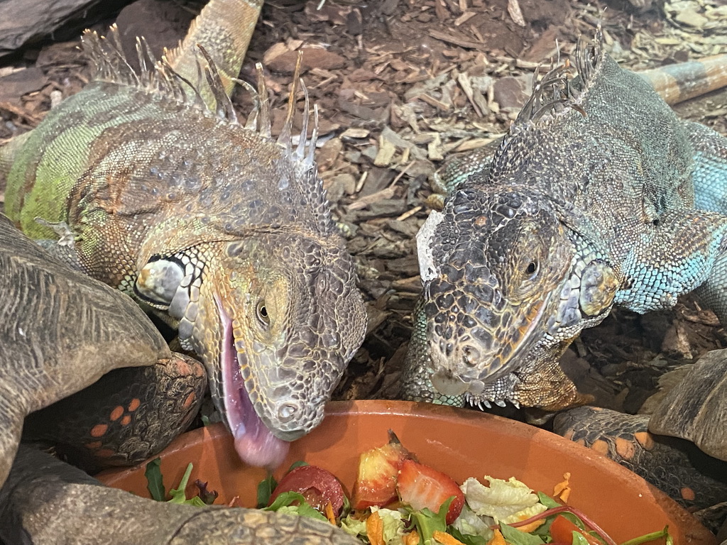 Green Iguanas and Red-footed Tortoises eating at the lower floor of the Reptielenhuis De Aarde zoo