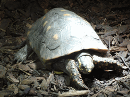 Red-footed Tortoise at the lower floor of the Reptielenhuis De Aarde zoo