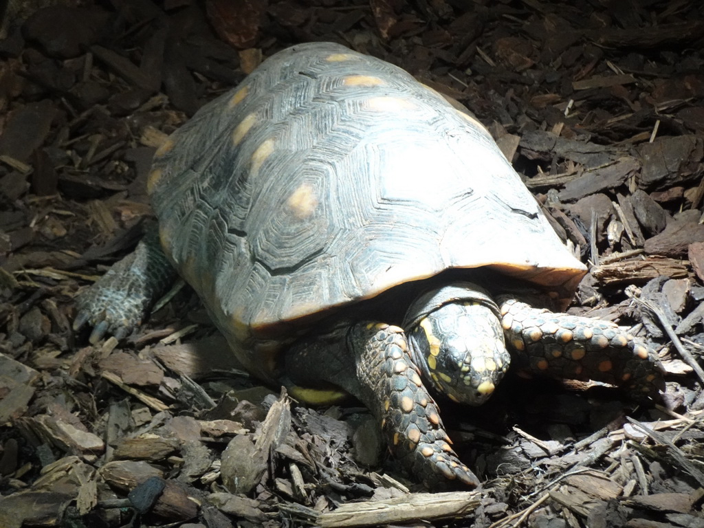 Red-footed Tortoise at the lower floor of the Reptielenhuis De Aarde zoo