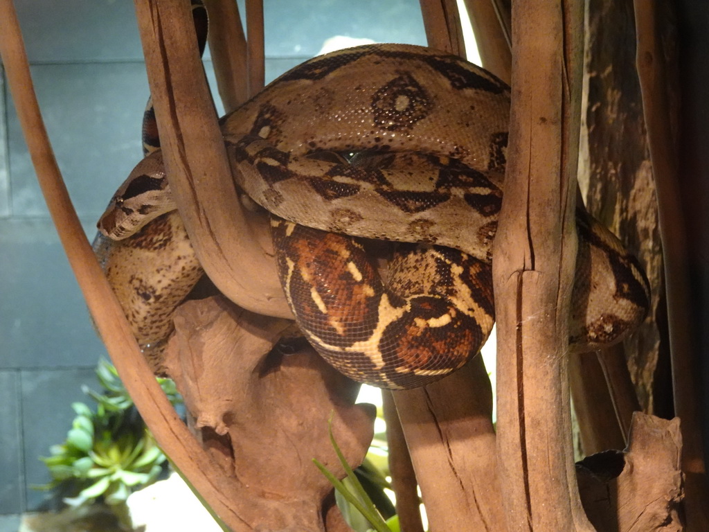 Ball Python at the lower floor of the Reptielenhuis De Aarde zoo