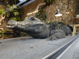 Dwarf Crocodile at the lower floor of the Reptielenhuis De Aarde zoo