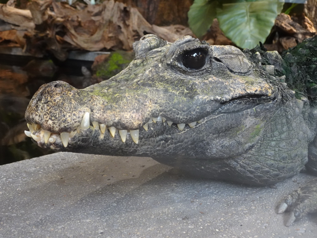 Head of a Dwarf Crocodile at the lower floor of the Reptielenhuis De Aarde zoo