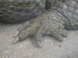 Foot of a Dwarf Crocodile at the lower floor of the Reptielenhuis De Aarde zoo