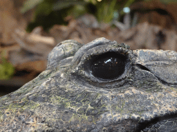 Eyes of a Dwarf Crocodile at the lower floor of the Reptielenhuis De Aarde zoo