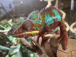 Panther Chameleon at the upper floor of the Reptielenhuis De Aarde zoo