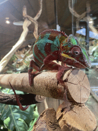 Panther Chameleon at the upper floor of the Reptielenhuis De Aarde zoo