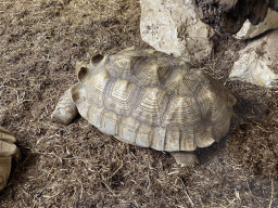African Spurred Tortoise at the lower floor of the Reptielenhuis De Aarde zoo