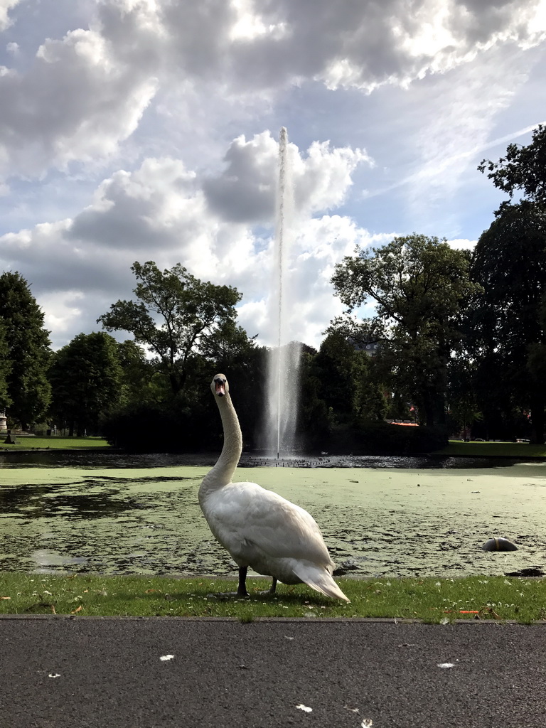 Fountain and swan in the Stadspark Valkenberg