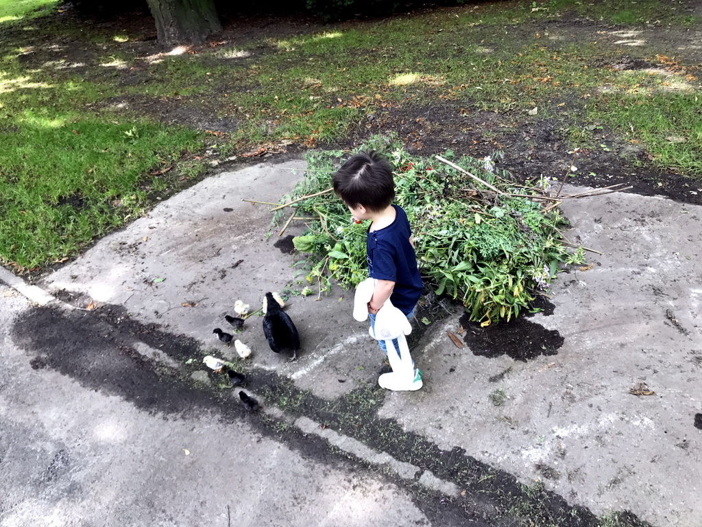 Max with chickens at the Stadspark Valkenberg