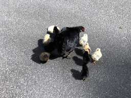 Chickens at the Stadspark Valkenberg