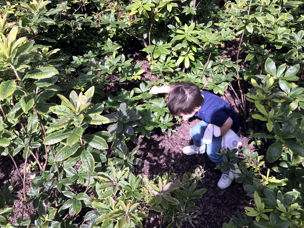 Max with chickens in the plants at the Stadspark Valkenberg