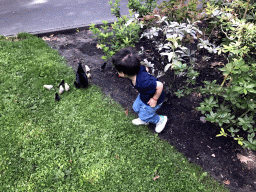 Max with chickens at the Stadspark Valkenberg