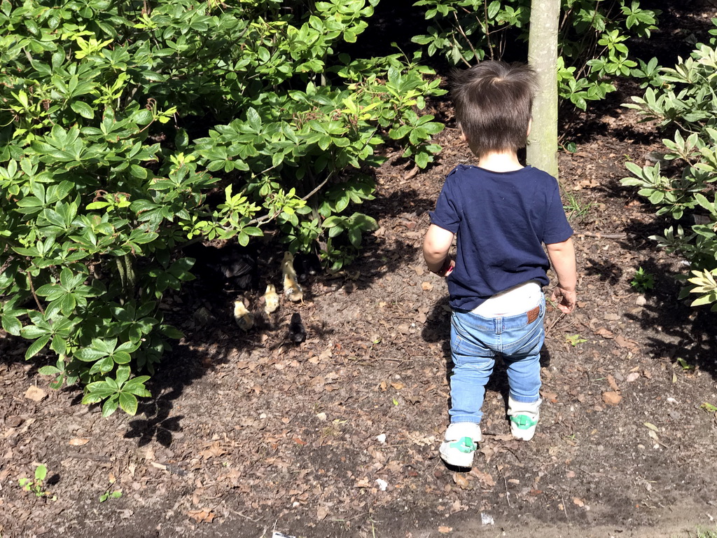 Max with chickens in the plants at the Stadspark Valkenberg