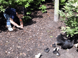 Max with chickens in the plants at the Stadspark Valkenberg