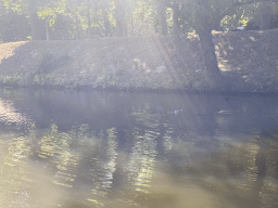 Ducks in the Mark river, viewed from our tour boat