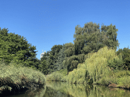 Trees along the Aa of Weerijs river, viewed from our tour boat