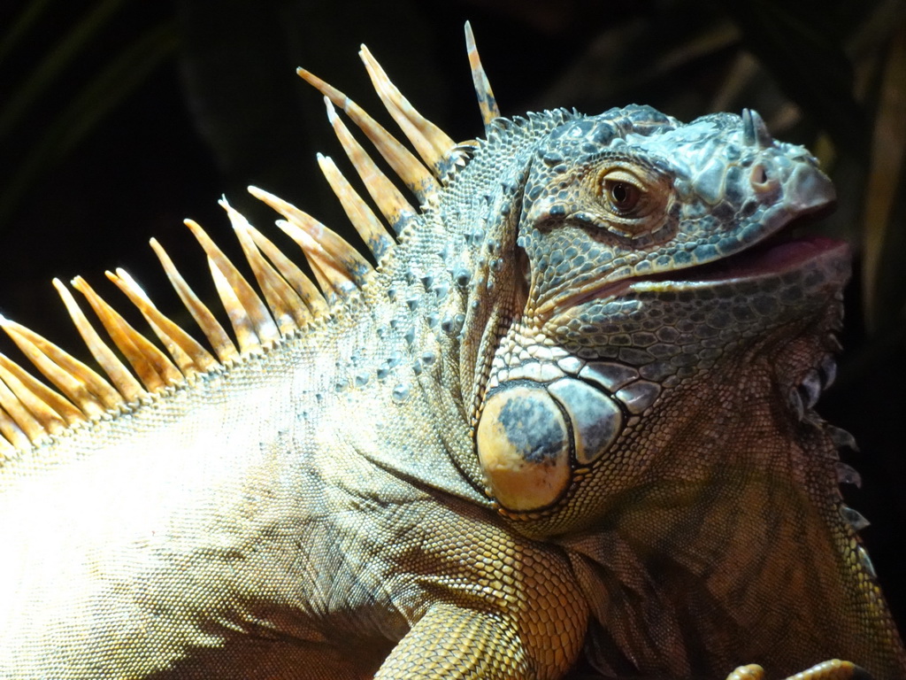 Green Iguana at the lower floor of the Reptielenhuis De Aarde zoo