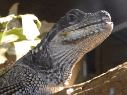 Amboina Sail-finned Lizard at the upper floor of the Reptielenhuis De Aarde zoo