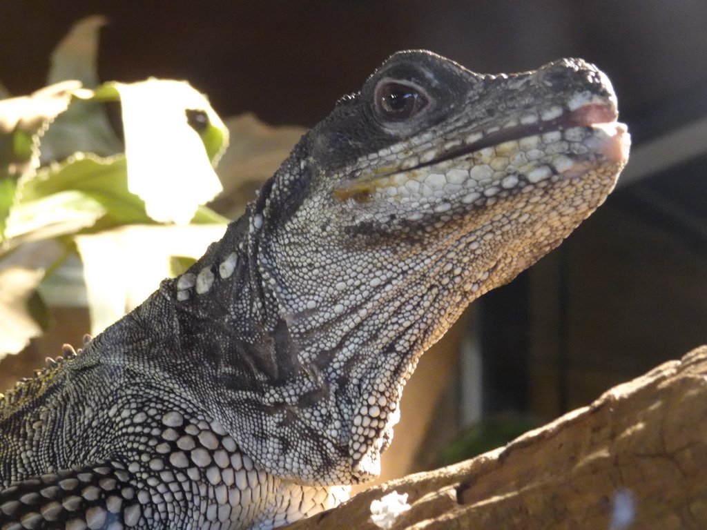 Amboina Sail-finned Lizard at the upper floor of the Reptielenhuis De Aarde zoo