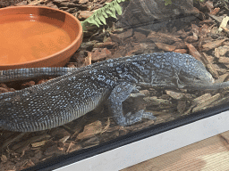 Mertens` Water Monitor at the upper floor of the Reptielenhuis De Aarde zoo