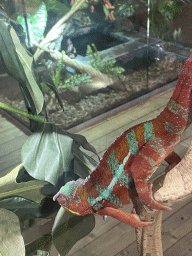 Panther Chameleon at the upper floor of the Reptielenhuis De Aarde zoo