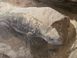 Savannah Monitor at the upper floor of the Reptielenhuis De Aarde zoo